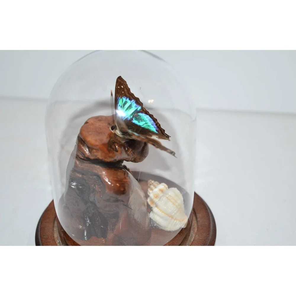 Vtg Turquoise Emperor Butterfly In Dome Habitat Taxidermy iridescent blue aqua